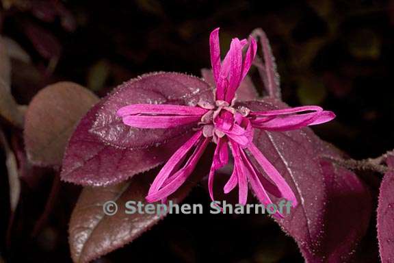 loropetalum chinense var rubrum 3 graphic